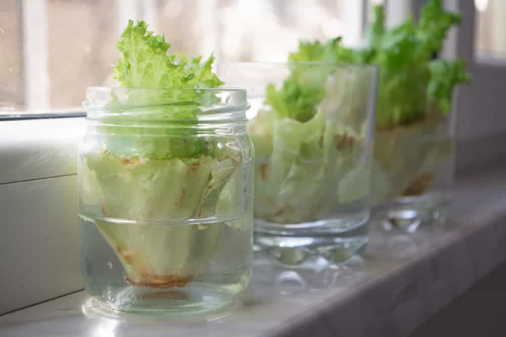 Orenda Home Garden_Ways to Grow Food from Scraps Lettuce