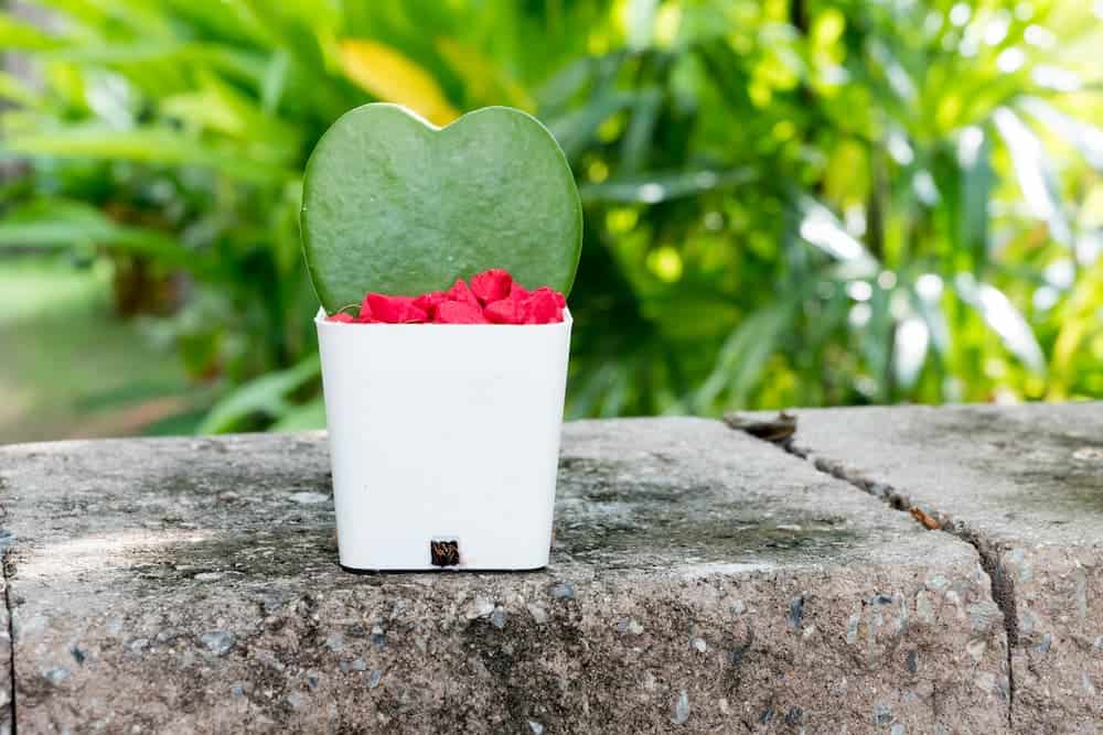 Orenda Home Garden_Hoya Plant Gift for Valentines Day