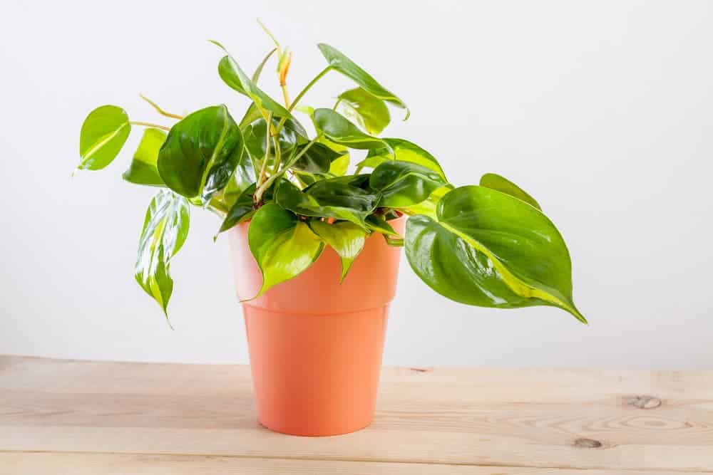 Orenda Home Garden_Philodendron Plant Gift for Valentines Day