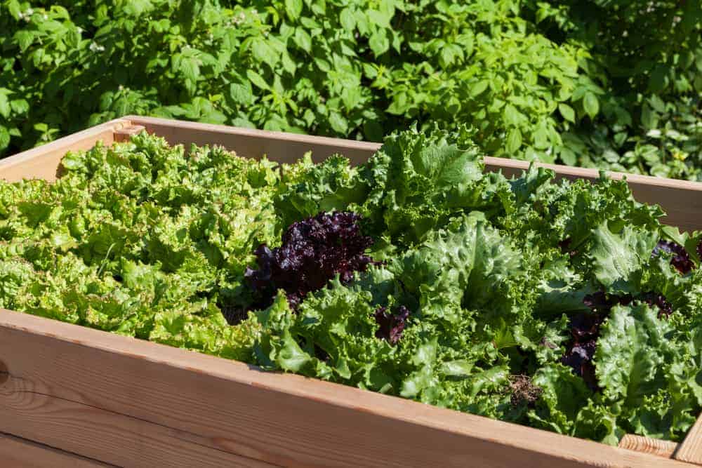 Orenda Home Garden_Lettuce Growing on Raised Planter Boxes